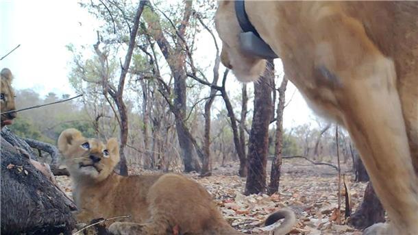 Nachwuchs bei extrem bedrohten Löwen in Westafrika Eine Löwenmama mit ihren Babys.