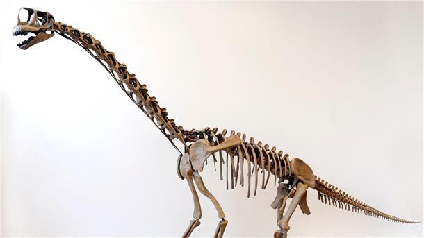 Dinosaurier Europasaurus war vermutlich Nestflüchter Eine maßstabsgetreue Nachbildung eines Langhals-Dinosauriers.