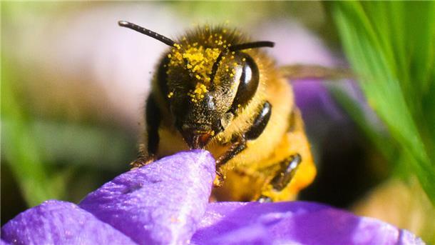 Eine mit Blütenstaub überzogene Biene sitzt an einem Krokus.
