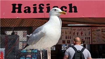 Eine Möwe lauert vor einem Verkaufskutter in Warnemünde auf die nächste Beute.