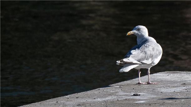 Eine Möwe sitzt auf einem Steg an der Spree in Berlin.