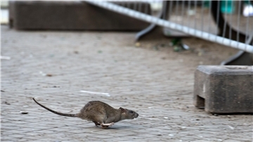 Eine Ratte läuft davon, aufgeschreckt durch Aufräumabeiten.