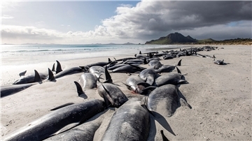 Eine Reihe von toten Grindwalen am  Strand von Tupuangi Beach in Neuseeland.