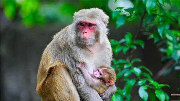 Eine Rhesusaffen-Mama hält ihr Baby. Im Gegensatz zu vielen anderen Affenarten vermehren sich Rhesusaffen.