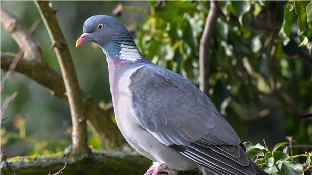 Amsel, Meise & Co: Nabu ruft zum Vogelzählen auf Eine Ringeltaube (Columba palumbus).