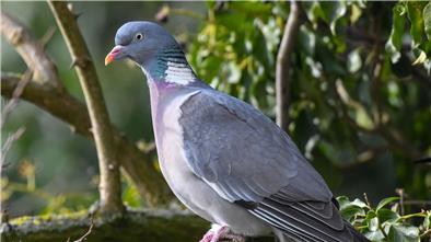 Eine Ringeltaube (Columba palumbus).