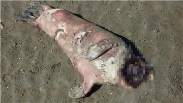 Eine Robbe ohne Kopf ist am Strand von Cuxhaven aufgetaucht. Es ist nicht die einzige. Sterben die Robben eines natürlichen Todes?