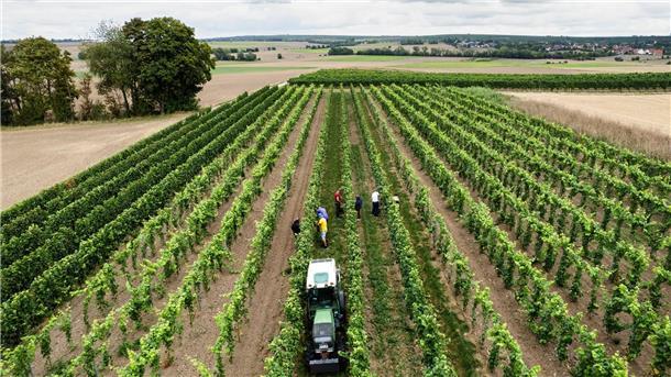Endgültige Schätzung: Kleinste Weinernte seit 15 Jahren Eine Schätzung am Ende der Lese geht von deutlichen Einbrüchen bei der Menge aus. (Archivbild)