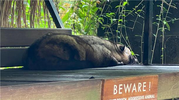 Wie Schleichkatzen für Luxuskaffee leiden Eine Schleichkatze (Zibetkatze) liegt apathisch in einem Kaffeegarten auf Bali.