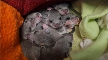 Eine Siebenschläfer-Familie. Das Muttertier hatte sich laut Wildtierwaisen-Schutzstation mit acht Jungen in einer Badezimmerschublade eingenistet.