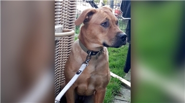 Eine Spaziergängerin fand diese Rhodesian-Ridgeback-Hündin am vergangenen Dienstag beim Sportboothafen in Großensiel.