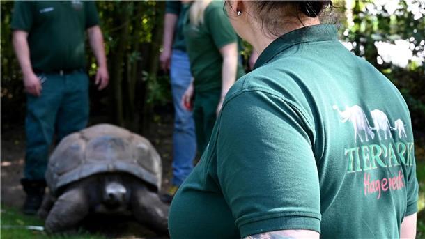 Eine Tierpflegerin steht mit einem Messgerät in der Nähe einer Riesenschildkröte. Die Tiere werden gemessen und gewogen.