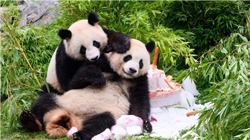Eine Torte aus Eis, Gemüse und Früchten gibt es anlässlich ihres vierten Geburtstags für die Pandabären Pit und Paule im Berliner Zoo.
