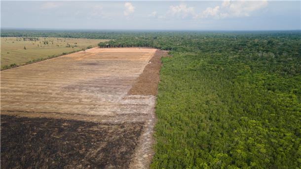 Weniger Abholzung im brasilianischen Amazonasgebiet Eine verbrannte und abgeholzte Fläche im Amazonas-Gebiet (Archivbild).