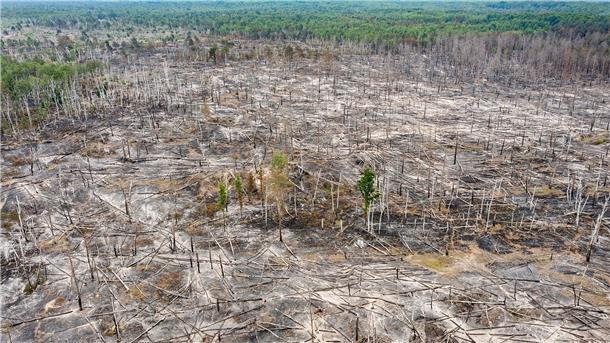 Eine verbrannte Waldfläche ist beim Waldbrand im Naturschutzgebiet auf ehemaligem Truppenübungsplatz bei Jüterbog zu sehen.