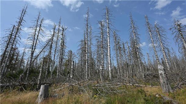 Eine Wanderung durch den Harz bedeutet heute immer auch: Man bekommt sehr viele tote Bäume zu Gesicht, wie auch auf der Aufnahme aus diesem Jahr zu sehen ist. 