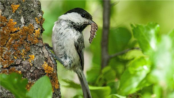 Landwirtschaft Hauptursache für Vogelschwund in Europa Eine Weidenmeise (Poecile montanus). Der Rückgang der Vogelbestände ist laut der Studie nicht gleichmäßig verteilt. Vögel, die Ackerland als Lebensraum bevorzugen, sind mit einer Reduzierung um fast 57 Prozent besonders betroffen.