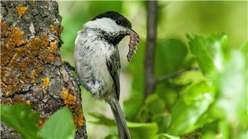 Eine Weidenmeise (Poecile montanus). Der Rückgang der Vogelbestände ist laut der Studie nicht gleichmäßig verteilt. Vögel, die Ackerland als Lebensraum bevorzugen, sind mit einer Reduzierung um fast 57 Prozent besonders betroffen.