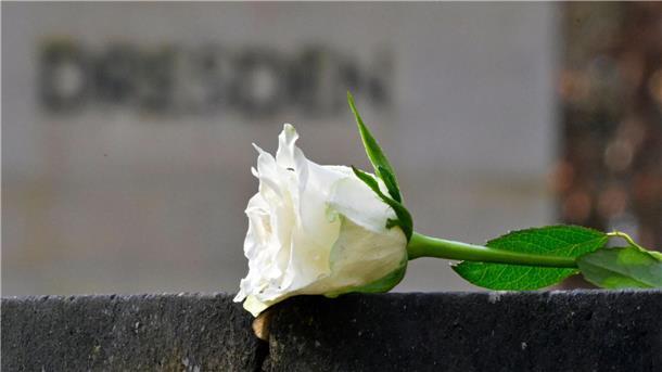 Weiße Rosen - Gedenken an die Zerstörung Dresdens 1945 Eine weiße Rose als Symbol der Erinnerung auf dem Heidefriedhof.