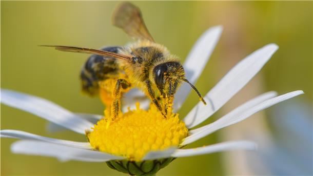 Volksbegehren für Insektenschutz Eine Wildbiene sammelt Nektar auf einer Margerite.