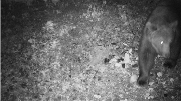 Eine Wildkamera fängt ein, wie ein Braunbär nachts durch das deutsch-österreichische Grenzgebiet tapst.