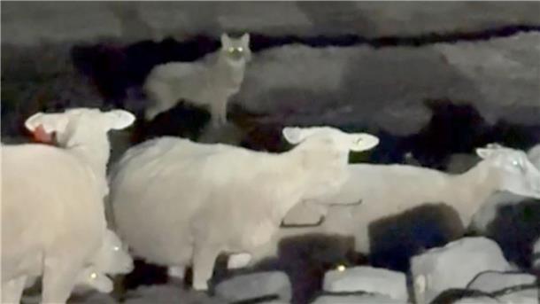 Sylt jagt einen Goldschakal - erster Abschuss in Deutschland Eine Wildtierkamera hat den Goldschakal auf Sylt aufgenommen. (Archivbild)