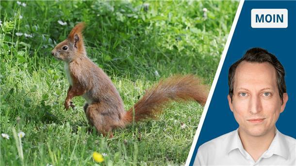 Woran mich ein Eichhörnchen auf dem Weg zur Arbeit erinnerte Eichhörnchen sitzt im Park.