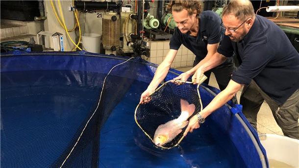 Einige Fische konnten gerettet werden.