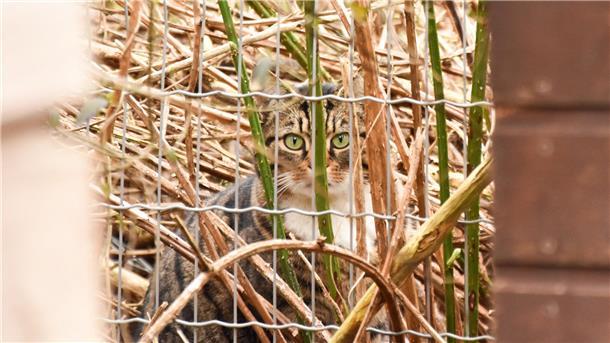 Ohne diese Retter gäbe es ein Katzen-Chaos im Fischereihafen (Video) Einige Katzen warten erst im Gebüsch bis die Luft rein ist, um ans bereitgestellte Futter zu gehen.