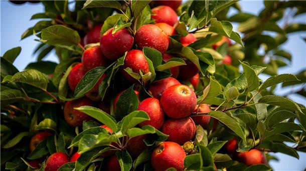 Einige Wetterkapriolen im Juli hätten Apfel und Birne gut weggesteckt, heißt es.