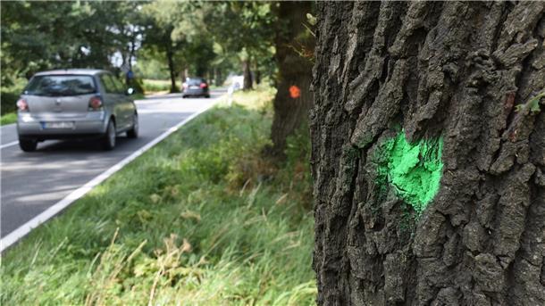 Baumfällungen im Cuxland: Wo rote Punkte das Baumschicksal schon besiegelt haben Einmal Grün, einmal Rot - die Markierungen an verschiedenen Bäumen entlang der L 120 zwischen Bad Bederkesa und Debstedt geben Aufschluss über die Zukunft des jeweiligen Baumes.