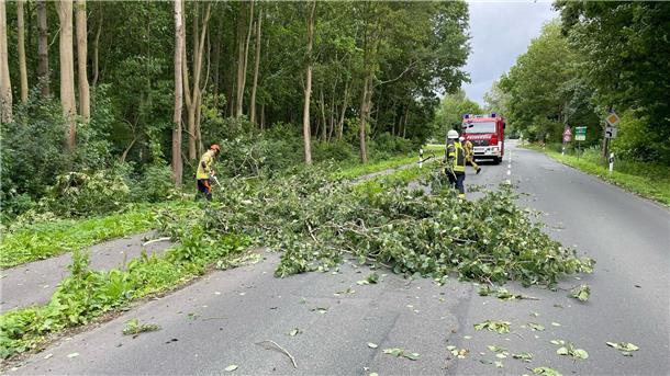 Baum auf Straße