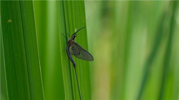 Eintagsfliegen sind oft in der Nähe von Gewässern zu finden.