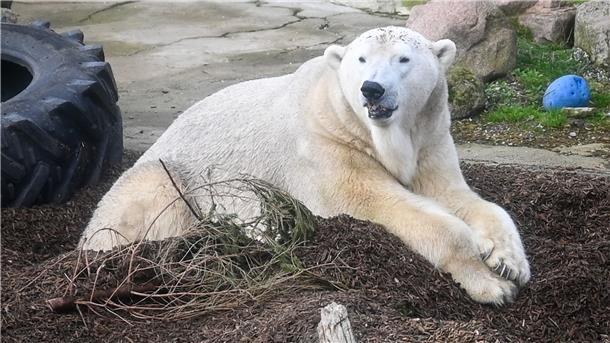 Eisbär Lloyd im Gehege im Zoo am Meer.