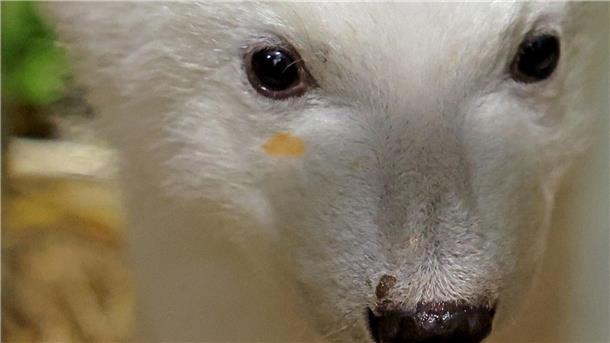 Eisbär-Baby nach kurzem Ausflug in Innenbereich gelockt Eisbär-Mama Nuka hat beim Lachsöl-Schlecken geschlabbert: Nun hat das Jungtier einen Fleck im Gesicht.