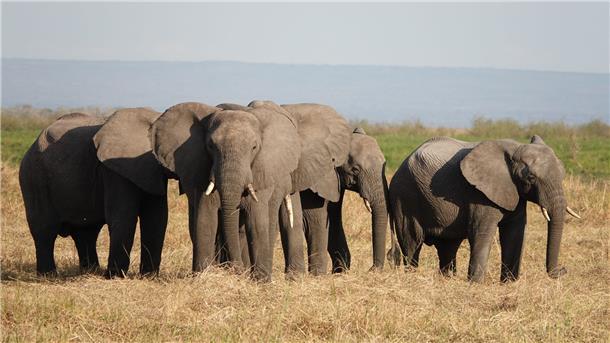 Elefanten und Flusspferde im Fokus bei Weltartenkonferenz Elefanten stehen im Ruaha-Nationalpark in Tansania. Der Handel mit gefährdeten Wildarten bedroht oft ihr Überleben.