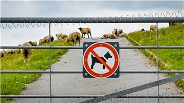 Ein Hunde-Verbotsschild vor einer Weide mit Schafen.