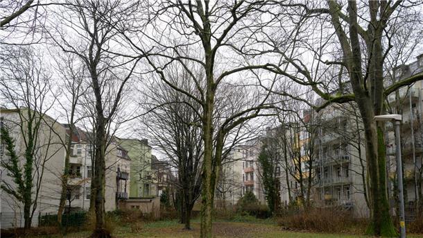 Elf alte Bäume sind durch den Bau einer Turnhalle mit Mensa an der Bogenstraße bedroht. 