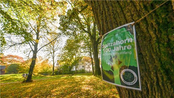 Rund 100 Bremerhavener gehen gegen die Fällung der alten Bäume auf die Straße Spitzahorn an der Bogenstraße