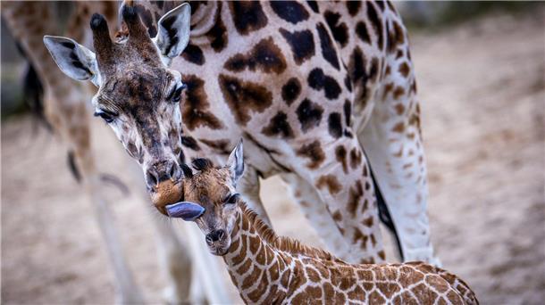 Ende Februar wurde das Giraffen-Baby Mojo im Zoo der Stadt Schwerin geboren.