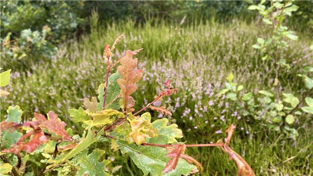 Ende Juli - und schon herbstelt es. Noch vor dem feinen Gespinst des Altweibersommers röten sich Eichenlaub und Heidekraut, wie hier an der Pipinsburg bei Sievern im Cuxland.