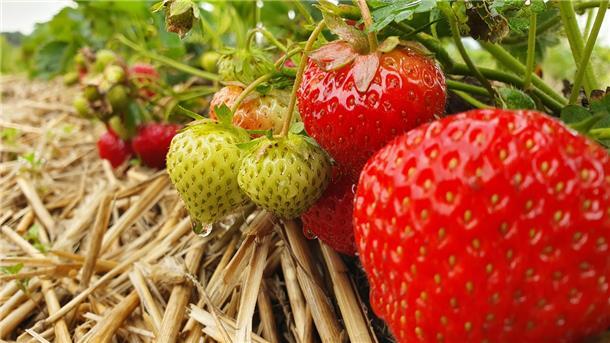 Erdbeeren bestehen zu einem großen Teil aus Wasser und haben pro hundert Gramm nur etwa 35 Kalorien. Zum Vergleich: Bananen haben knapp 90 Kalorien pro 100 Gramm, Weintrauben etwa 70.