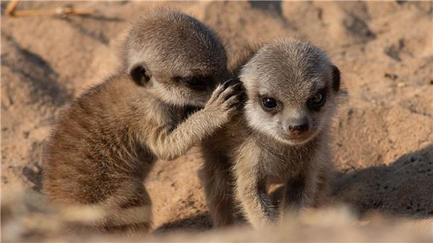 Erdmännchen sagen viel - erwarten aber nicht immer Antwort Erdmännchen leben in trockenen Regionen des südlichen Afrikas.