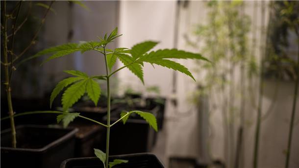 Lauterbach zuversichtlich vor Cannabis-Abstimmung Erlaubt werden soll für Erwachsene ab 18 Jahren grundsätzlich der Besitz von bis zu 25 Gramm Cannabis zum Eigenkonsum. In der eigenen Wohnung sollen drei lebende Cannabispflanzen legal werden und bis zu 50 Gramm Cannabis zum Eigenkonsum.