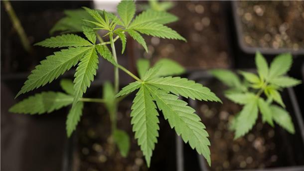 Baumärkte wollen vorerst keine Cannabis-Samen verkaufen Erlaubt wird mit dem neuen Cannabisgesetz, der Besitz von bis zu 25 Gramm getrockneten Pflanzenmaterials zum Eigenkonsum.