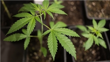 Erlaubt wird mit dem neuen Cannabisgesetz, der Besitz von bis zu 25 Gramm getrockneten Pflanzenmaterials zum Eigenkonsum.
