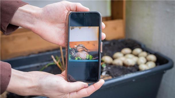 „Erna“ kommt erst morgens zurück zum Gelege, Niklas Almer hat sie fotografiert. Beim Fototermin war sie noch nicht von der Nahrungssuche zurück.