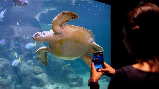 Ernie ist bei den Besuchern des Aquariums beliebt.