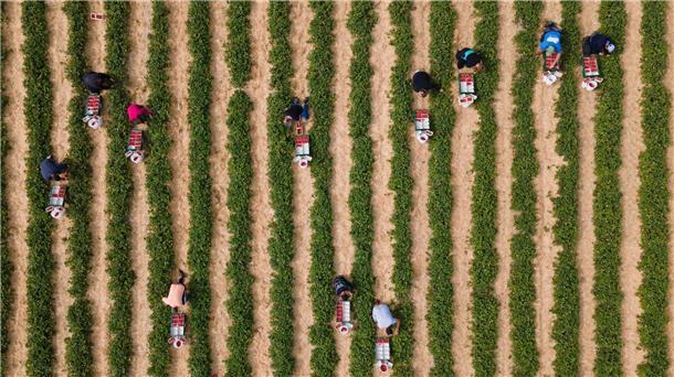 Keine Mindestlohn-Ausnahmen für Saisonkräfte Erntehelfer pflücken auf einem Feld Erdbeeren.