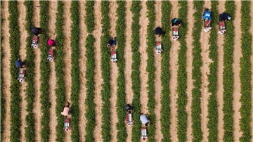 Erntehelfer pflücken auf einem Feld Erdbeeren.